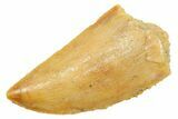 Serrated Raptor Tooth - Real Dinosaur Tooth #364877-1